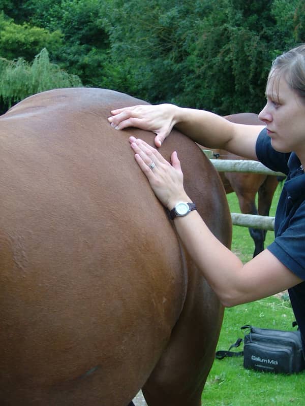 Braford Veterinary Physiotherapist on the right performing checks on the back of a horse.